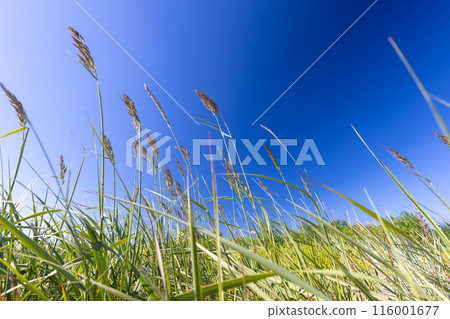 Natural background photo of green coastal reed under blue sky on a sunny day Natural background photo of green coastal reed under blue sky on a sunny day 116001677