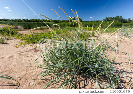 Leymus arenarius bush grows on sandy ground on a sunny spring day Leymus arenarius bush grows on sandy ground on a sunny spring day 116001679