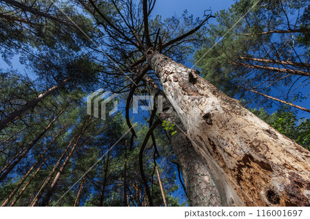 Dead pine tree with a dry trunk damaged by bark beetle 116001697