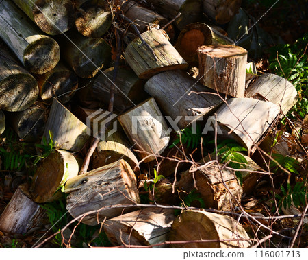 Firewood image (for camping, etc.) Firewood image (for camping, etc.) 116001713