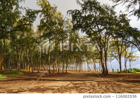 Trees in a forest with a path towards the ocean, in a natural landscape 116002036