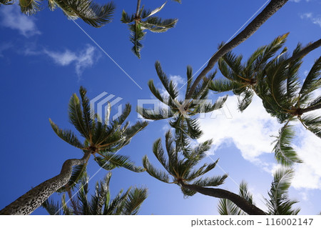 Palm trees shining in the blue sky Palm trees shining in the blue sky 116002147