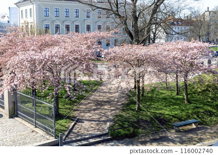 Cherry Blossom in Langelinie park on a beautiful spring day. Sakura festival in Copenhagen Cherry Blossom in Langelinie park on a beautiful spring day. Sakura festival in Copenhagen 116002740