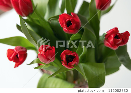 Bouquet of red spring tulips in the room Bouquet of red spring tulips in the room 116002880