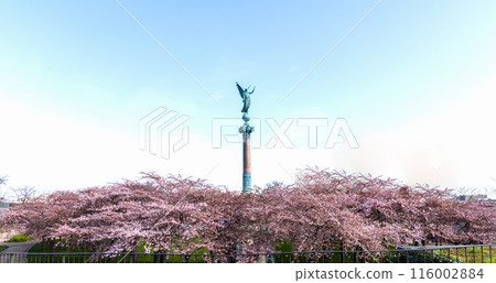 Cherry Blossom in Langelinie park on a beautiful spring day. Sakura festival in Copenhagen 116002884