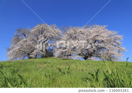 Cherry blossoms at Shiraishi Inariyama Tomb 116003261