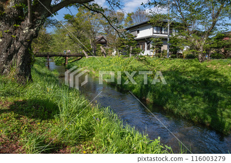 Flowing waters of the rivers of Oshino Hakkai (Yamanashi Prefecture) 116003279