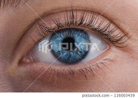 Macro photo of beautiful blue female eye looking straight into the camera. Close up young woman's eye. 116003439