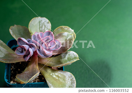 Flower Echeveria Pearl of Nurnberg. Succulent purple plant leaves. 116003552