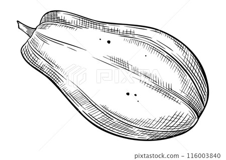 Vector Papaya drawing. Hand drawn illustration of Exotic Tropical Fruit on isolated background. Linear etching of sweet juicy fresh plant for production label or wrapping paper design. Black line art. 116003840