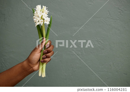 Cropped studio shot of Black woman demonstrating delicate white hyacinth flower against grey background, copy space 116004281