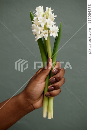 Vertical studio shot white hyacinth bouquet in Black womans hand with nude nails against grey background 116004288