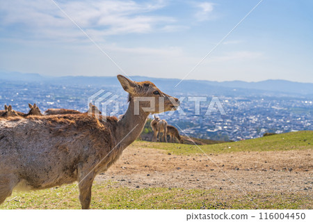 [Spring] Nara Park - Deer on Mount Wakakusa 116004450