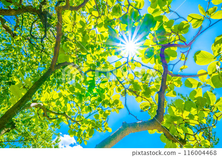 日本橫濱城市景觀白玉蘭與陽光。生態、高貴的心、對大自然的熱愛等=第5名，橫濱市 116004468