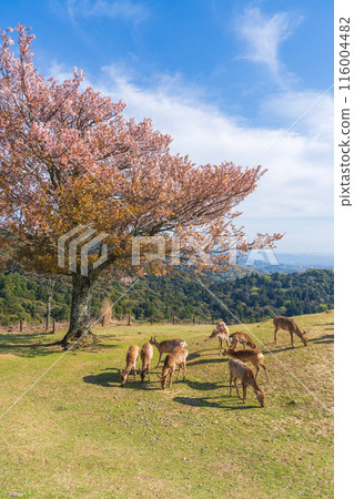 [春天]奈良公園若草山鹿[櫻花] 116004482