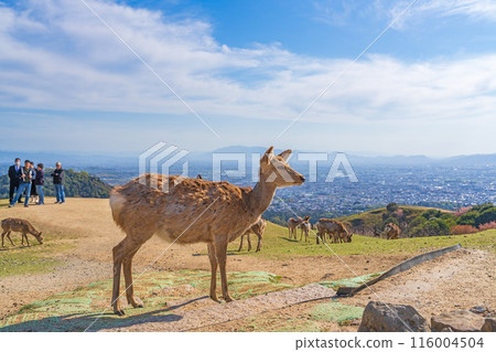 [春天]奈良公園若草山鹿 116004504