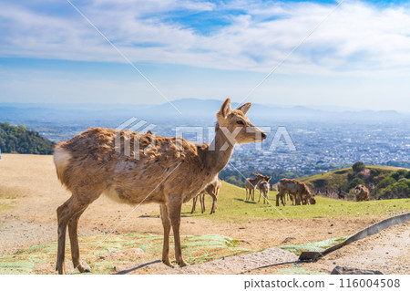 [Spring] Nara Park - Deer on Mount Wakakusa 116004508