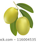 Vector illustration of realistic 3d olive tree branch with green olives isolated on white background. Can be used for advertising, print, banner, poster, packaging. Eps 10. 116004535