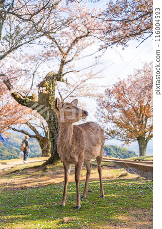 [Spring] Nara Park - Deer on Mount Wakakusa [Cherry Blossoms] 116004593