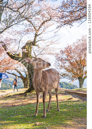 [Spring] Nara Park - Deer on Mount Wakakusa [Cherry Blossoms] 116004594