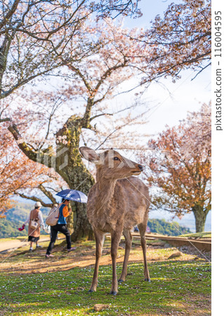 [Spring] Nara Park - Deer on Mount Wakakusa [Cherry Blossoms] 116004595