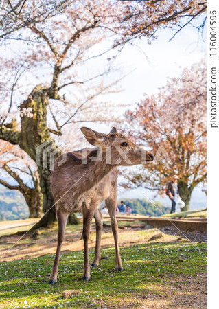 [Spring] Nara Park - Deer on Mount Wakakusa [Cherry Blossoms] 116004596
