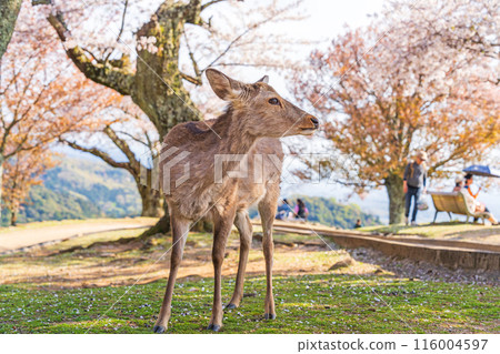 [Spring] Nara Park - Deer on Mount Wakakusa [Cherry Blossoms] 116004597