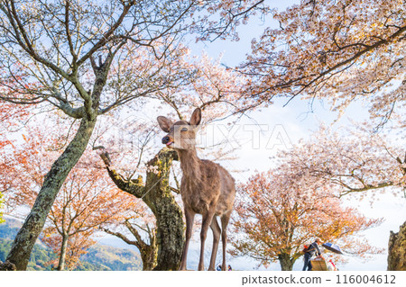 [Spring] Nara Park - Deer on Mount Wakakusa [Cherry Blossoms] 116004612