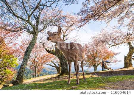 [春天]奈良公園若草山鹿[櫻花] 116004614