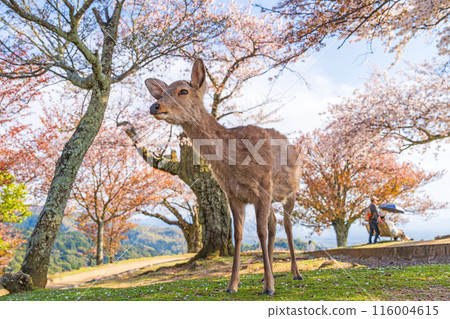 [春天]奈良公園若草山鹿[櫻花] 116004615