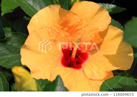 Large yellow hibiscus (Adonis Yellow) Large yellow hibiscus (Adonis Yellow) 116004653