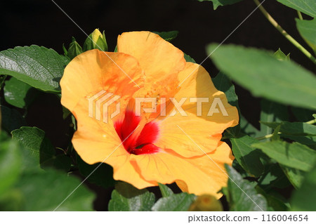 Large yellow hibiscus (Adonis Yellow) 116004654