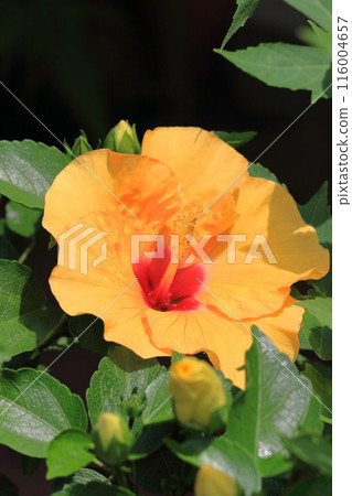Large yellow hibiscus (Adonis Yellow) 116004657