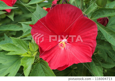 Large red hibiscus 116004713