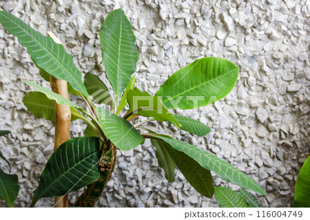 White-veined milkweed, Latin Euphorbia , monkey palm. Poisonous, but useful in medicine. White-veined milkweed, Latin Euphorbia , monkey palm. Poisonous, but useful in medicine. 116004749