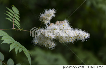 Beautiful white fieldfare flowers close up. Summer nature of flowering 116004754