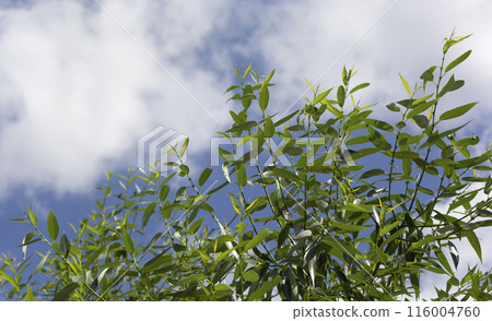 Gorgeous green willow foliage against a blue sky. Gorgeous green willow foliage against a blue sky. 116004760