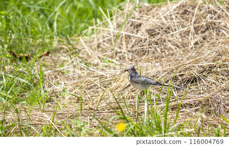 White wagtail, Motacilla flava. Early in the morning a young bird sits on the hay. White wagtail, Motacilla flava. Early in the morning a young bird sits on the hay. 116004769
