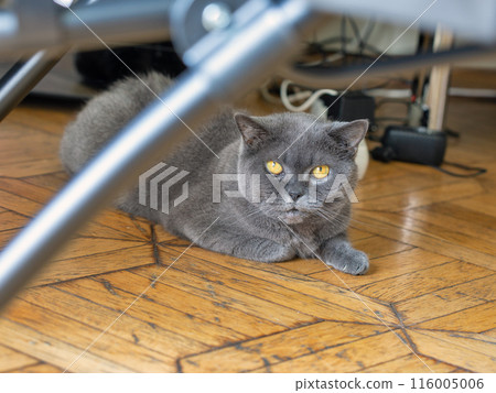 Scottish purebred grey cat is sitting on parquet closeup. Scottish purebred grey cat is sitting on parquet closeup. 116005006