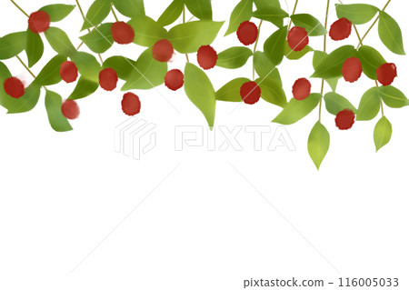 Jujube fruit card 116005033