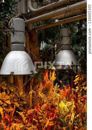 Carnivorous plant Sarracenia under  phyto lamps at the greenhouse 116005305