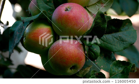 Large ripening apples with a red barrel on an apple branch. Growing organic apples. 116005450