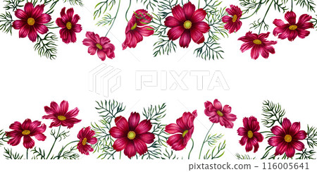Watercolor seamless border of red and purple cosmos flowers. Illustration for design of templates, postcards for Mother's Day, Valentine's Day, textiles, fabrics, perfume, aromatherapy, alchemy, magic 116005641