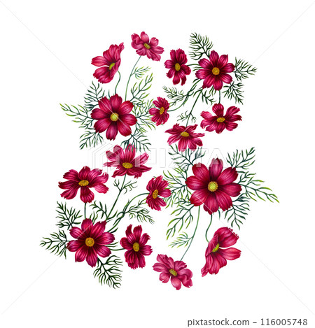Watercolor bouquet of red and purple cosmos flowers. Illustration for design of templates, cards, postcards for Mother's Day, Valentine's Day, textiles, fabrics, perfume, aromatherapy, alchemy, magic Watercolor bouquet of red and purple cosmos flowers. Illustration for design of templates, cards, postcards for Mother's Day, Valentine's Day, textiles, fabrics, perfume, aromatherapy, alchemy, magic 116005748