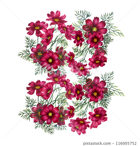 Watercolor bouquet of red and purple cosmos flowers. Illustration for design of templates, cards, postcards for Mother's Day, Valentine's Day, textiles, fabrics, perfume, aromatherapy, alchemy, magic 116005752