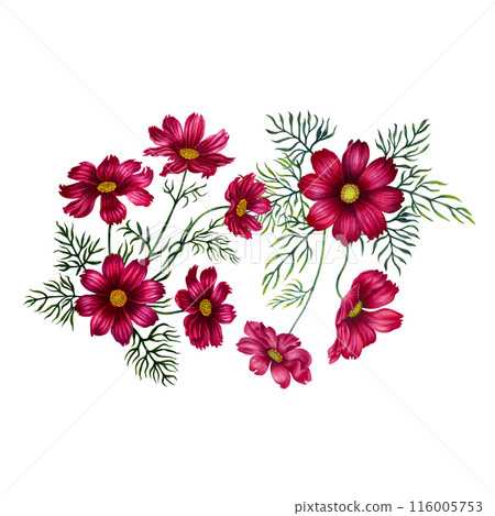 Watercolor bouquet of red and purple cosmos flowers. Illustration for design of templates, cards, postcards for Mother's Day, Valentine's Day, textiles, fabrics, perfume, aromatherapy, alchemy, magic 116005753
