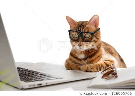 A business cat with glasses works at the computer. 116005766
