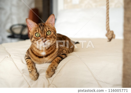 A red Bengal cat lies on the bed at home. 116005771