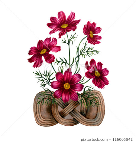 Bouquet of pink, purple cosmos flowers in a vase of wicker branches. Watercolor illustration of template for cards, label, Mother's Day, Valentine's Day, interior, perfume, aromatherapy, magic 116005841