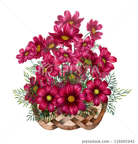 Bouquet of pink, purple cosmos flowers in a vase of wicker branches. Watercolor illustration of template for cards, label, Mother's Day, Valentine's Day, interior, perfume, aromatherapy, magic 116005842